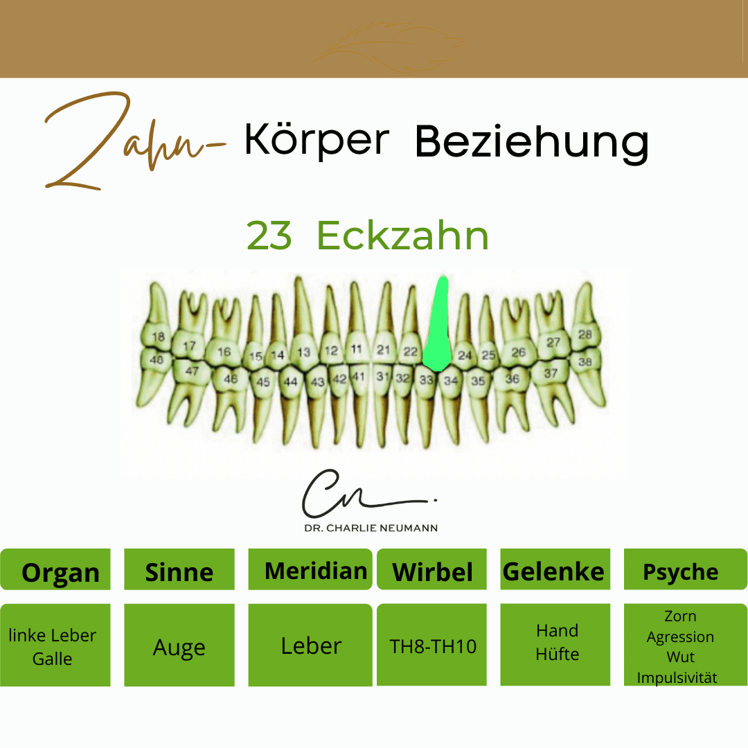 Zahn Organ Beziehung Zahn 23 Dr. Charlie Neumann